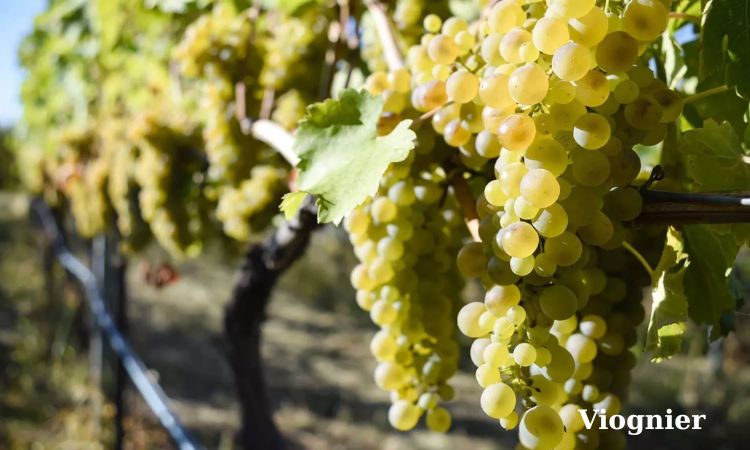 nho viognier